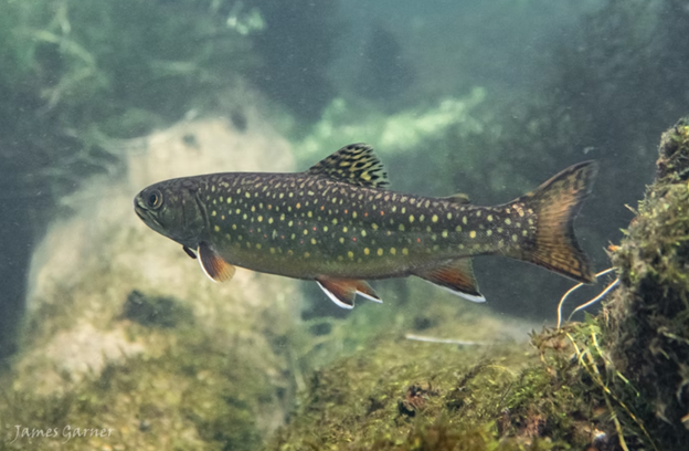 Researchers conducting a fish survey