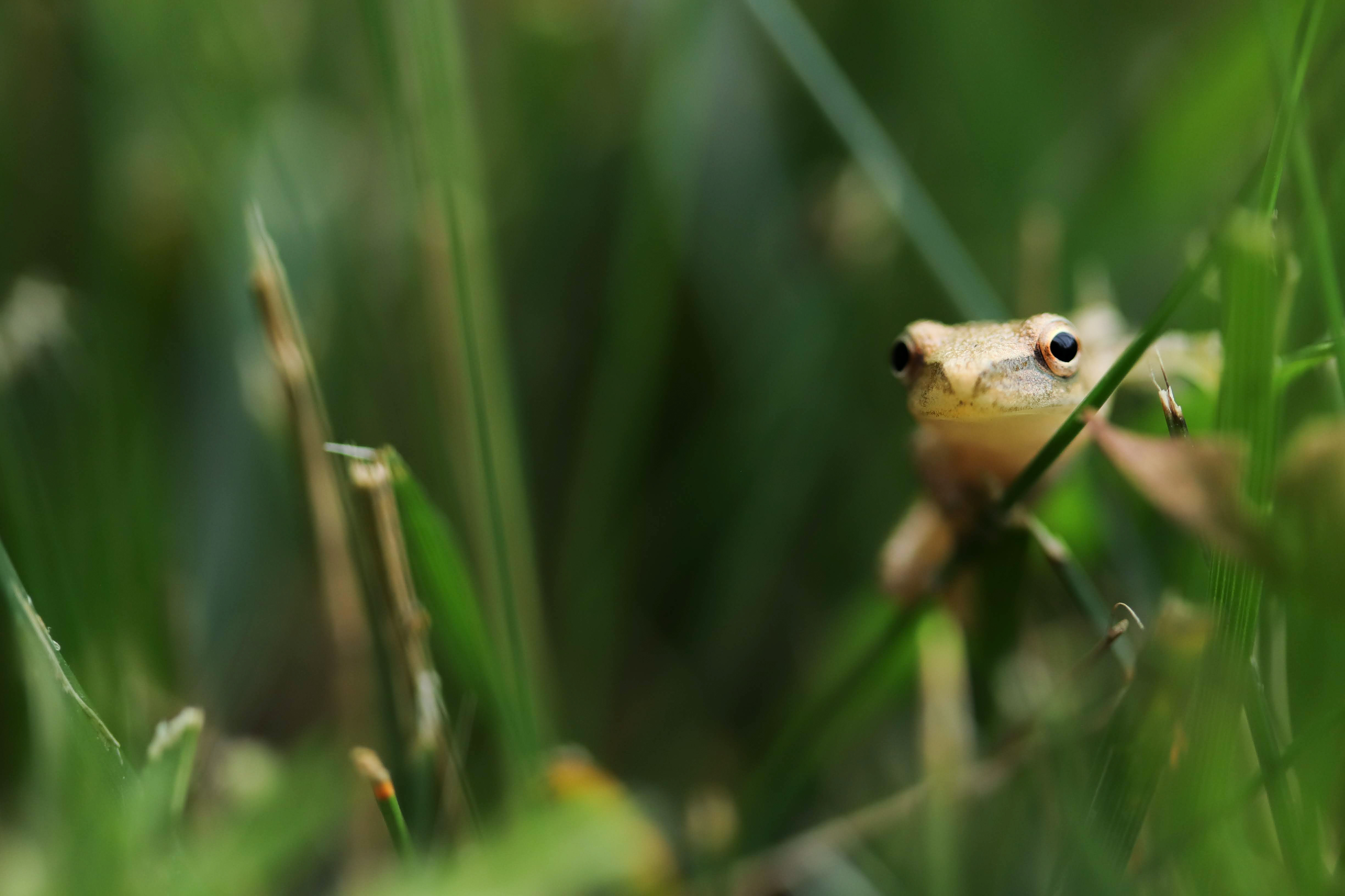 Frogs living in the Vinica Brook watershed