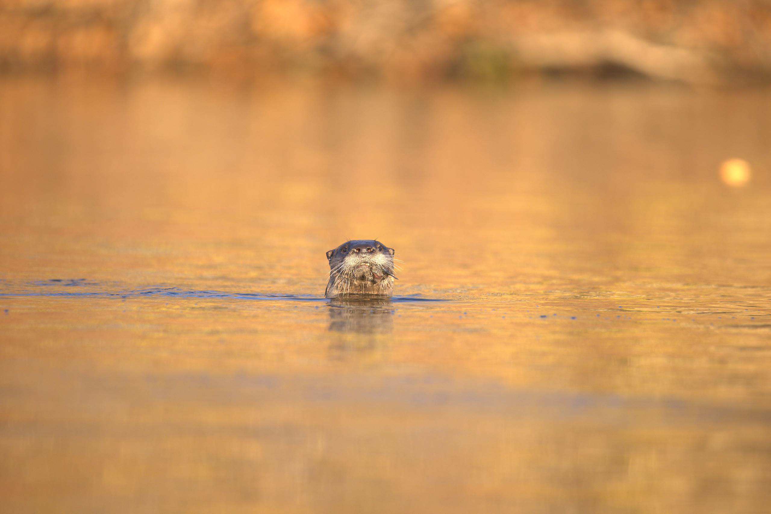 An otter in its natural habitat